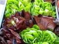 insalata mista